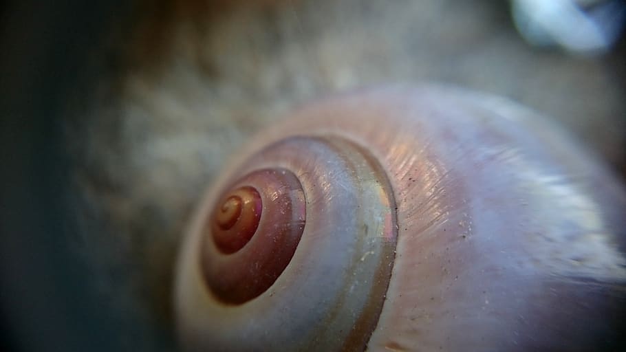 macro, macro photo, snail, small, tiny, close-up, animal, one animal HD wallpaper