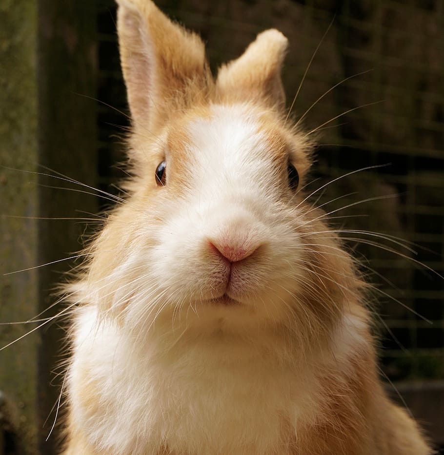 brown rabbit, hare, pet, cute, animal, sweet, small hare, dwarf bunny HD wallpaper