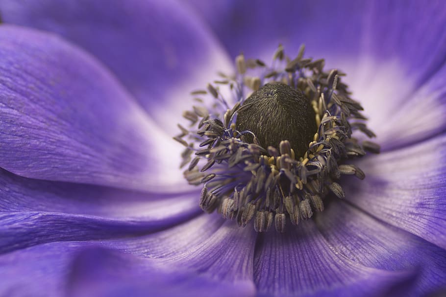 modra, flower, macro, flowering plant, freshness, purple, close-up HD wallpaper