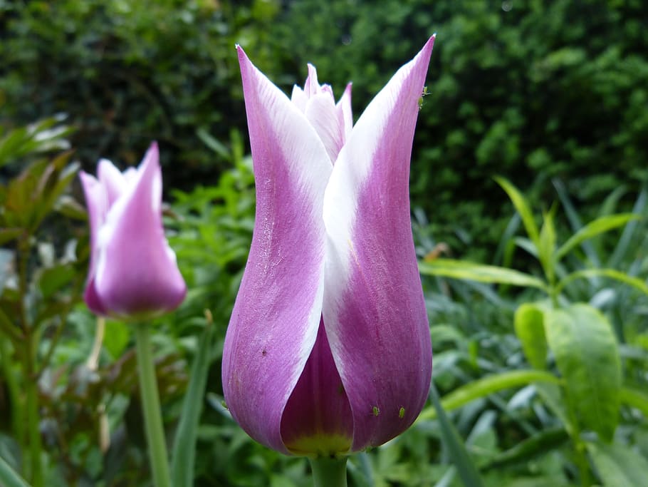 Tulip, Blossom, Bloom, White, Violet, spring, flower, chalice-like HD wallpaper