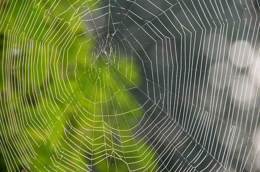 cobweb, spider, nature, spin threads, spider web, fragility HD wallpaper