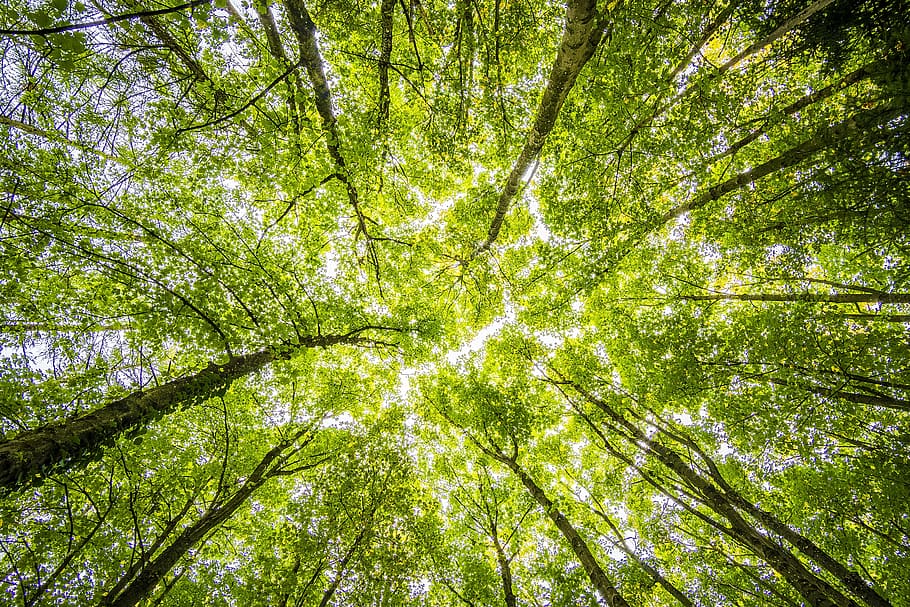 low angle photo of green leaf trees over cloudy sky at daytime HD wallpaper