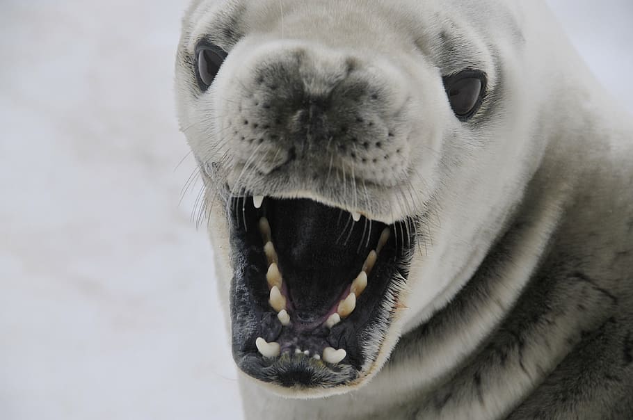 crabeater seal, mammal, antarctica, nature, animal, cold, snow, HD wallpaper