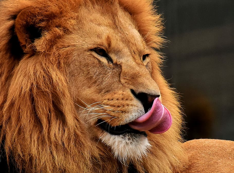 adult brown lion, predator, dangerous, mane, cat, male, zoo HD wallpaper
