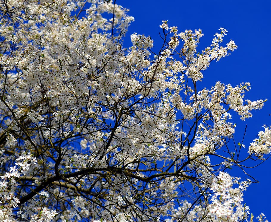 flowers, white flowers, white blossom, spring, frühlingsanfang