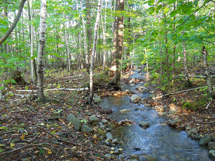 Brook, Stream, Water, Woods, Forest, trees, nature, outdoors HD wallpaper