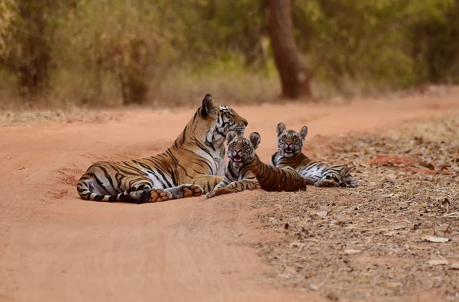 three tigers lying on brown sand ay daytime, tilt shift lens photography of three tigers during daytime HD wallpaper
