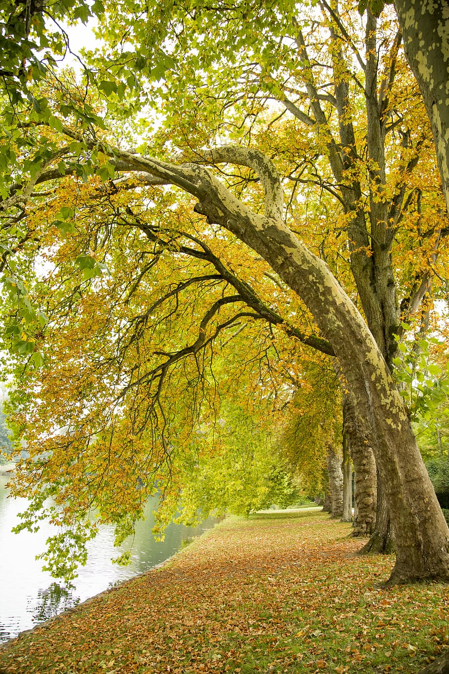 landscape, beautiful, autumn, falling leaf, tree, plant, change HD wallpaper