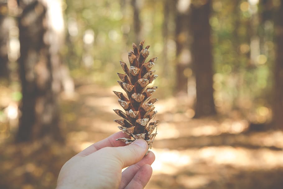selective focus photography of person holding brown pine cone HD wallpaper