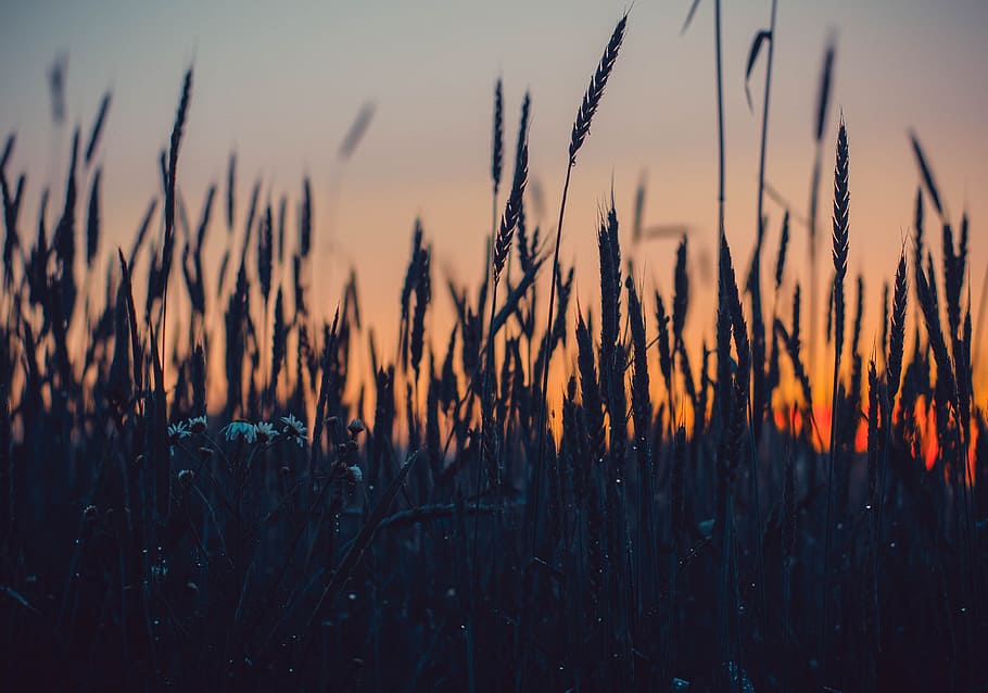 Close-up Photography of Grass, backlit, blur, dark, dawn, field HD wallpaper