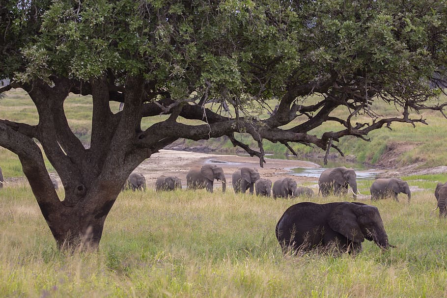 elephant, tree, safari, plant, animal themes, mammal, field HD wallpaper