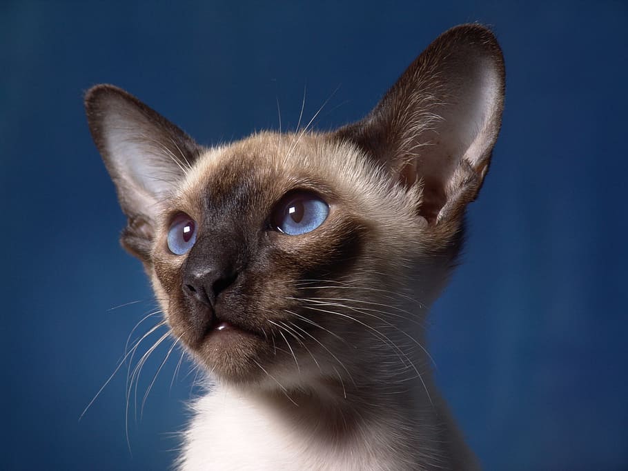 siamese cat, portrait, cat baby, kitten, blue eye, hair, paw, HD wallpaper