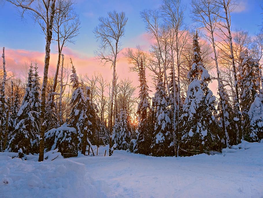 Dawn, Wilderness, Snow, Winter, Nature, sunrise, forest, landscape HD wallpaper