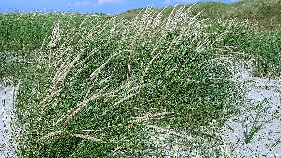 north sea, dunes, grass, growth, plant, green color, field HD wallpaper