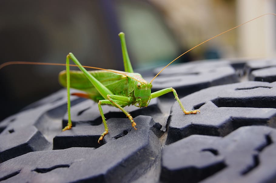 grasshopper, insect, green, animal themes, one animal, animal wildlife HD wallpaper