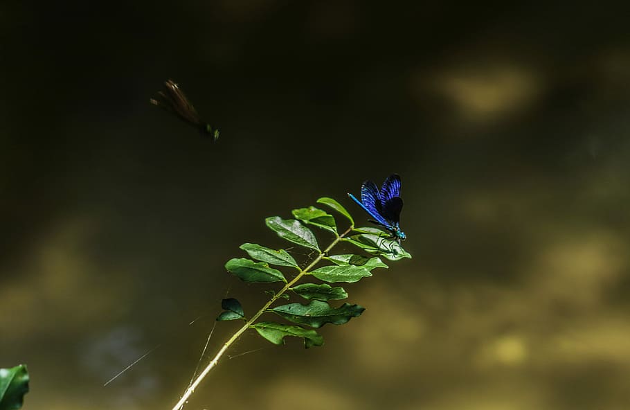 shallow focus photo of blue butterfly, selective focus photography of blue dragonfly perched on green leaf plant HD wallpaper