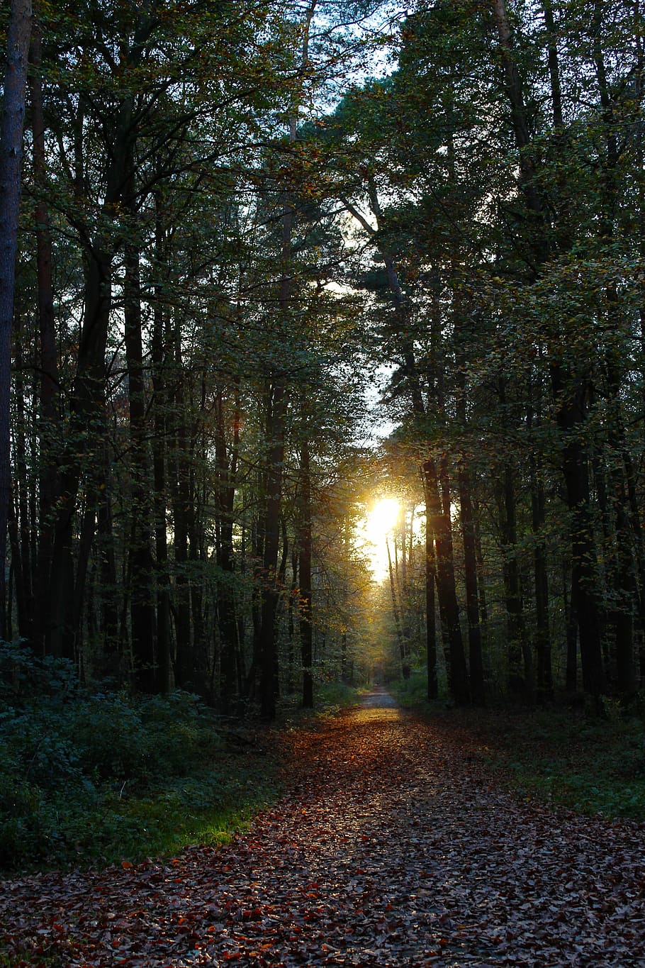 dried leaves in between woods, forest, trees, autumn, sunset HD wallpaper