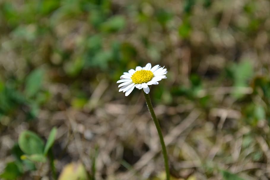 daisy, flower, grass, green, macro, white, lawn, plant, natural HD wallpaper