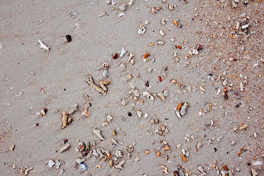 Beach, Mussels, Sea, Pebble, Stones, sand, shells, holiday