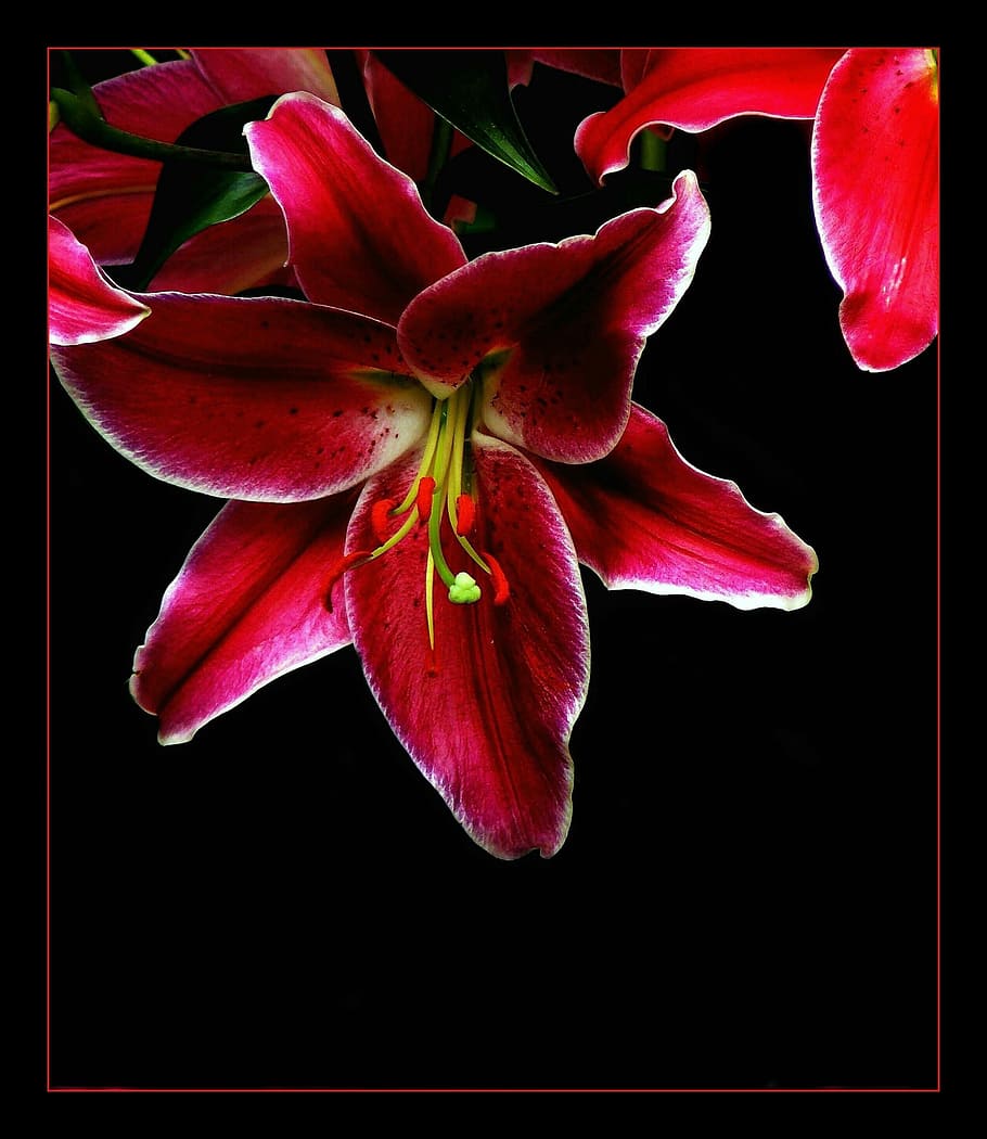 red and green petaled flower, lily, blossom, bloom, macro, flowers HD wallpaper