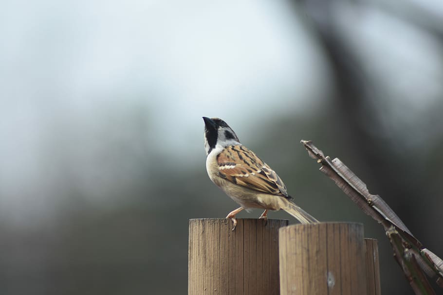 new, nature, sparrow, animal themes, bird, vertebrate, wood - material HD wallpaper