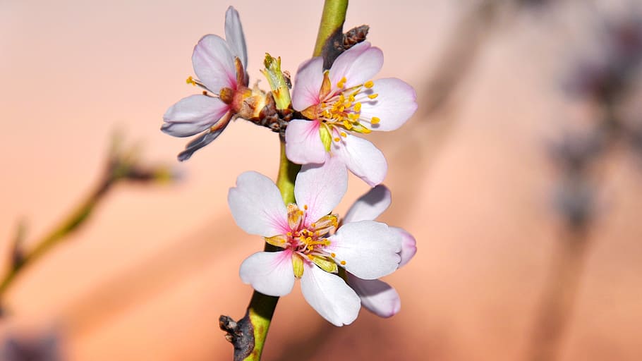 pink flowers in shallow focus shot, spring, almond blossom HD wallpaper