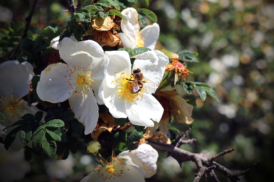 tree, bee, white, macro, flower, flowers, spring, summer, forest HD wallpaper