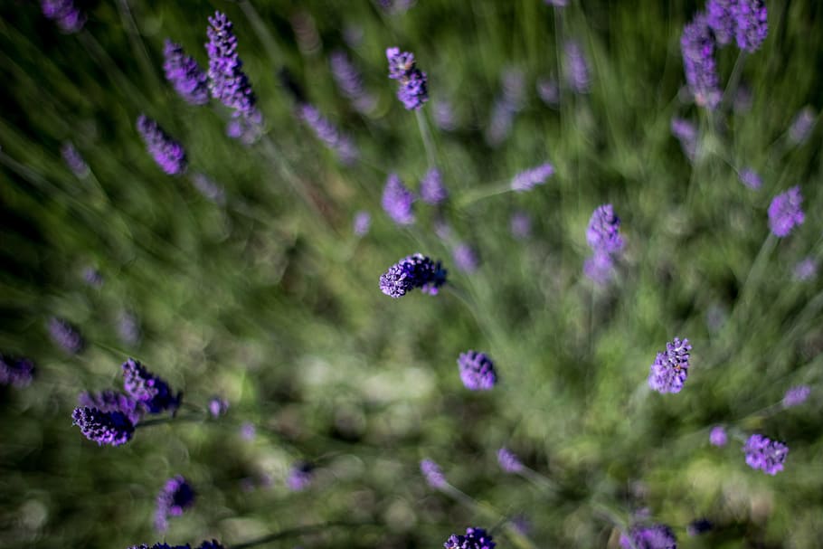 purple flowers, lavender, macro, focus, floral, herb, smell HD wallpaper