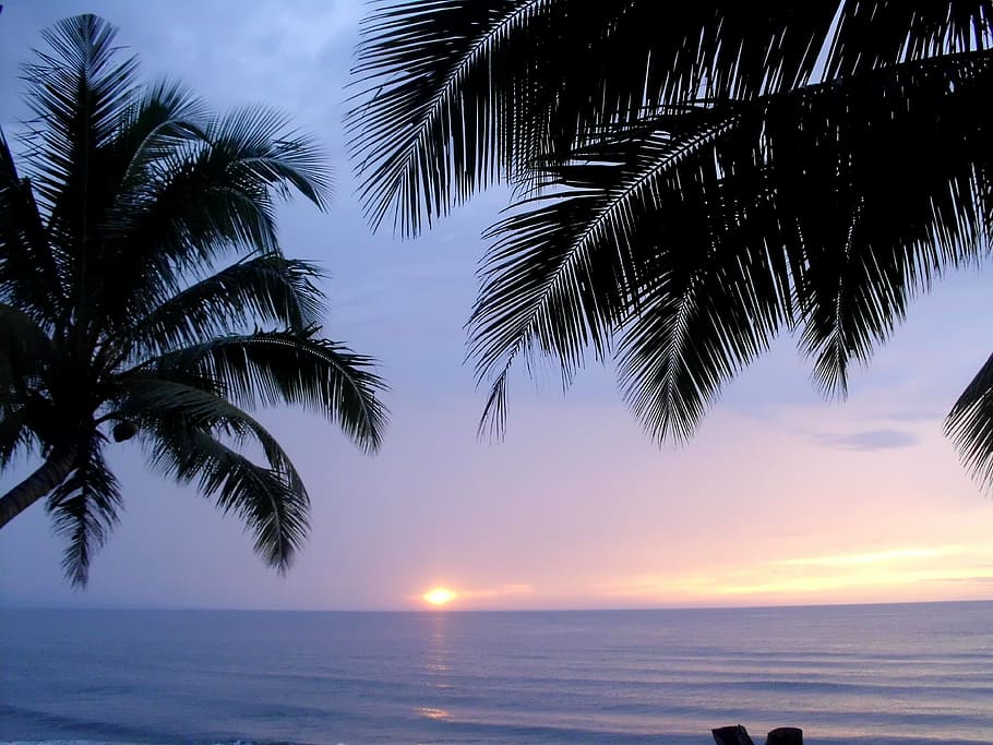palm tree, sunset, beach, sea, sky, tropical climate, horizon over water HD wallpaper