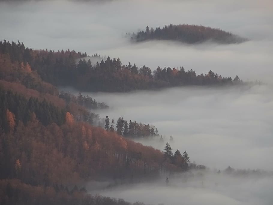fog, forest, autumn, smoke, mist, trees, mystical, mood, nature, HD wallpaper