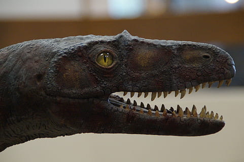 dino, dinosaur, lizard, head, tooth, foot, eye, dangerous, creepy HD wallpaper