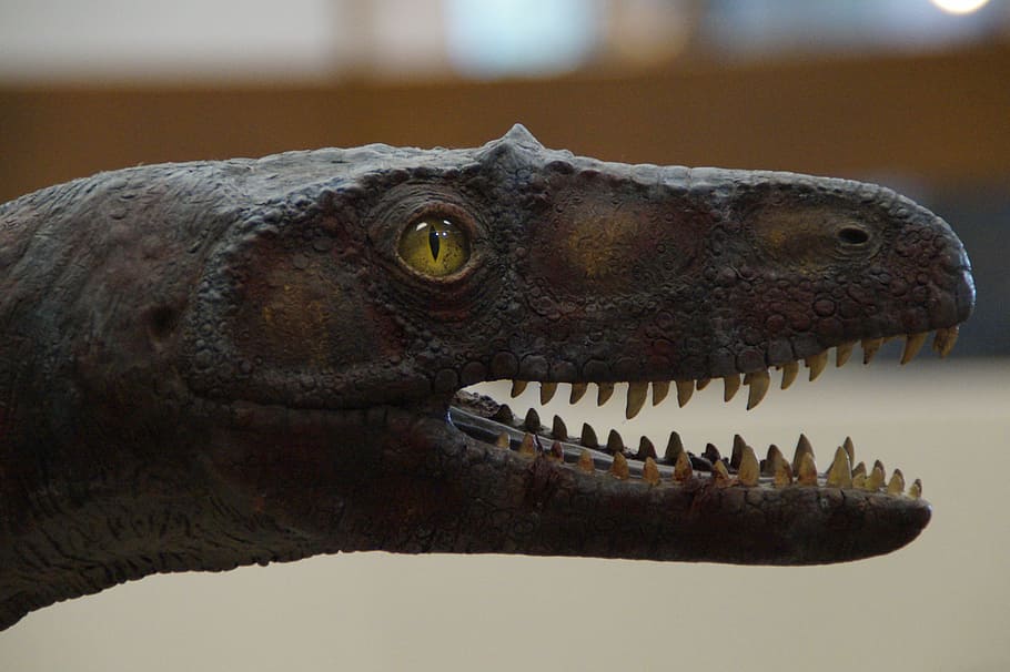 dino, dinosaur, lizard, head, tooth, foot, eye, dangerous, creepy HD wallpaper