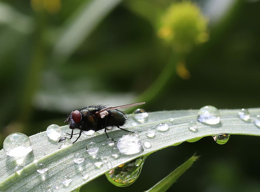 green bottlefly perched on green leafed tree with water drops HD wallpaper