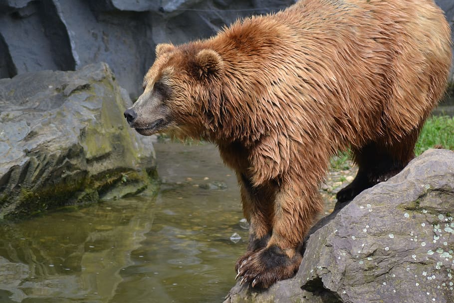 bear-predator-jump-water.jpg