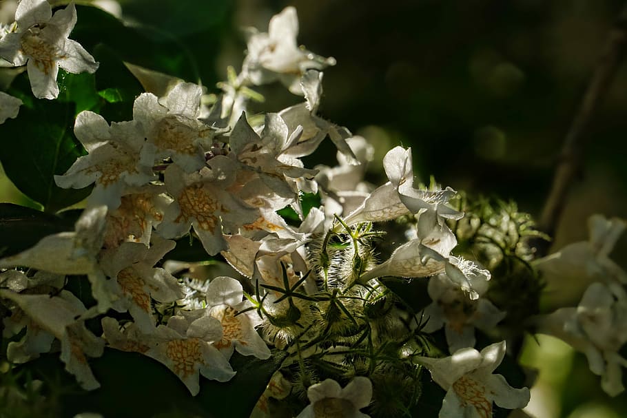 spring, flowering shrub, back light, flowering plant, growth HD wallpaper