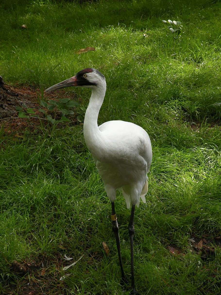 Whooping Crane, Bird, nature, wildlife, species, white, beak HD wallpaper