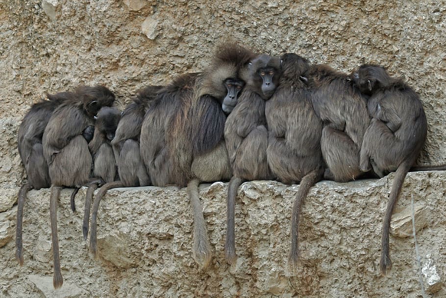 group of monkey, dschelada, ape, primates, winter, wildlife photography HD wallpaper