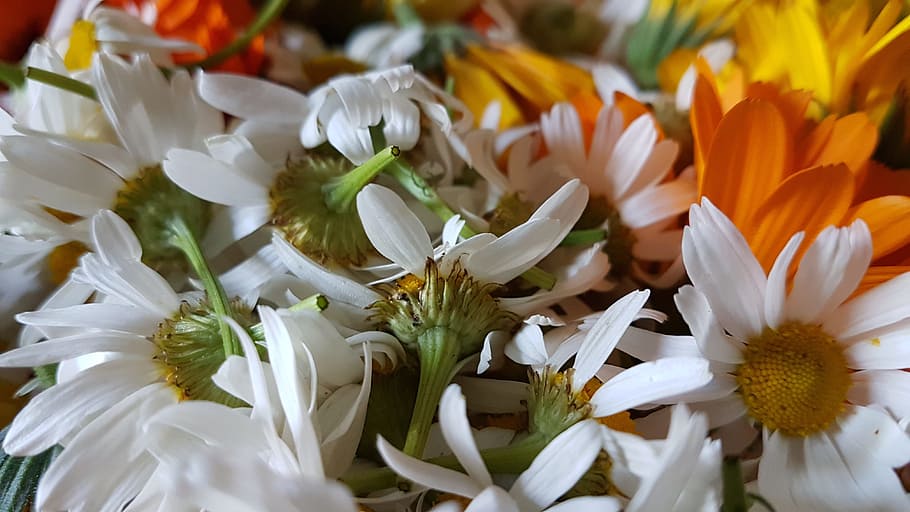 background, beauty, bloom, blooming, bright, closeup, color HD wallpaper