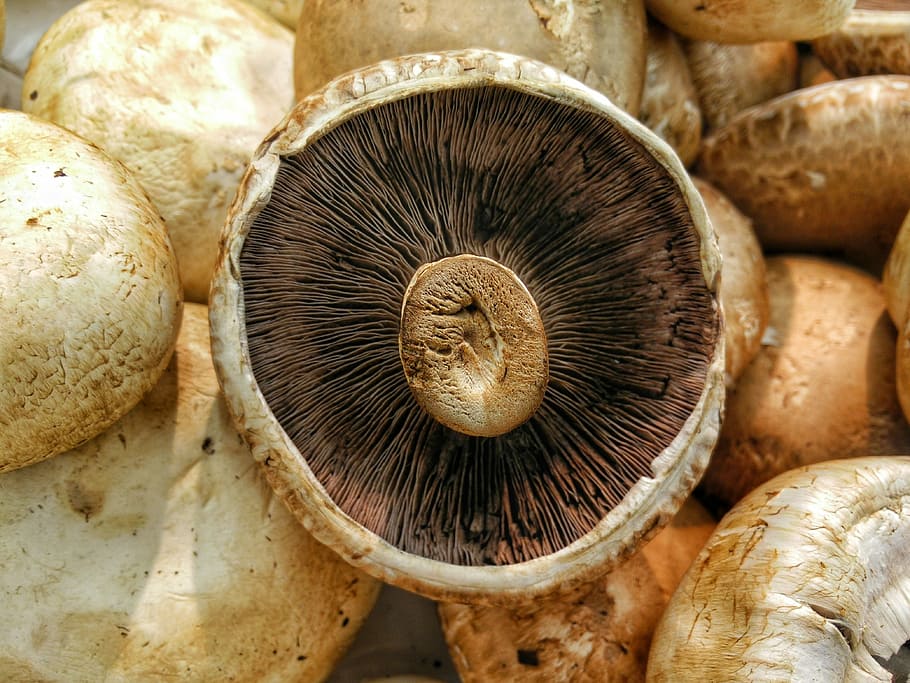 brown mushroom on top of brown mushrooms, fungus, food, edible Mushroom HD wallpaper