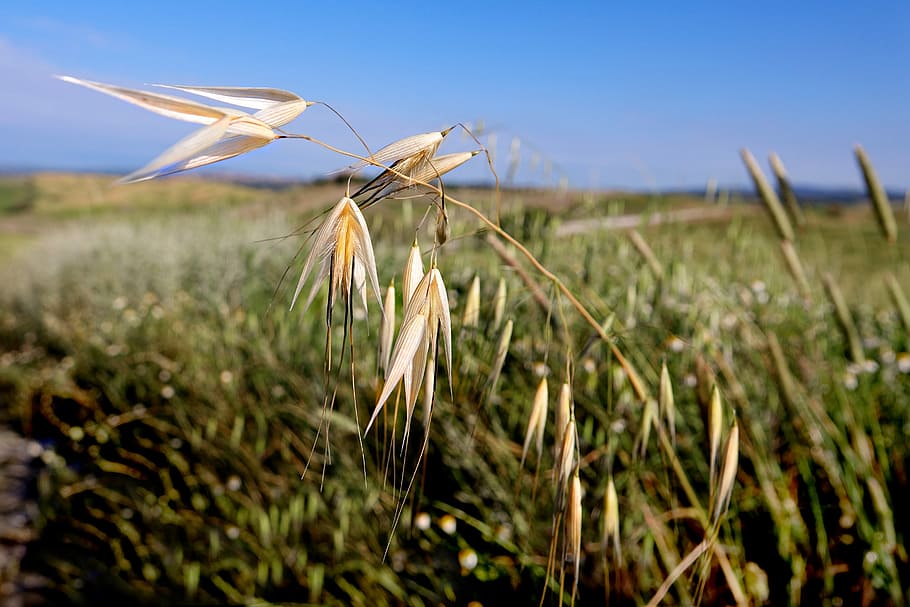 shallow focus photography of brown grass in grass field during daytime HD wallpaper