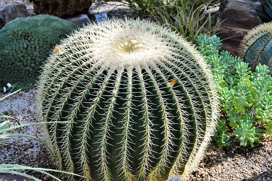 cactus, spur, green, prickly, plant, thorns, nature, pointed HD wallpaper