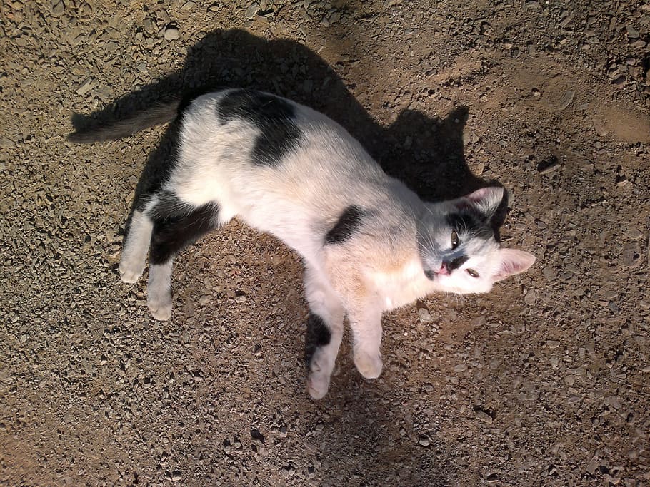 the underlying, cat, and shadow, one animal, domestic, mammal HD wallpaper