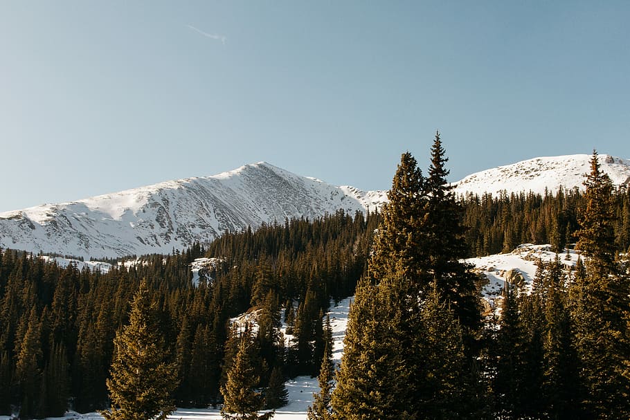 snow covered mountain and trees, trees and snow during daytime HD wallpaper