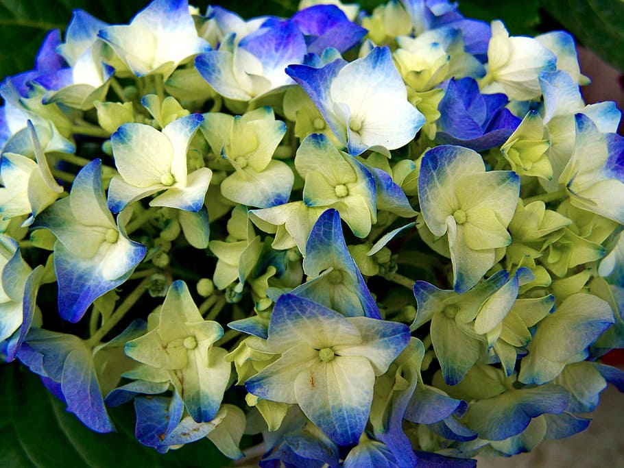 Hydrangea, Flower Garden, light blue, purple, freshness, fragility HD wallpaper