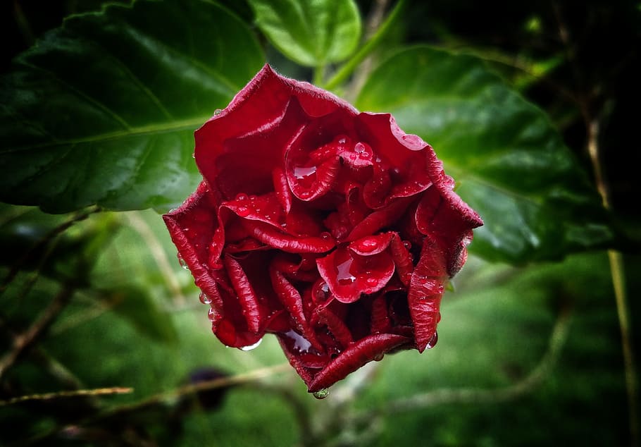 flower, rose, red, dew, water drops, wet, green, beauty in nature HD wallpaper