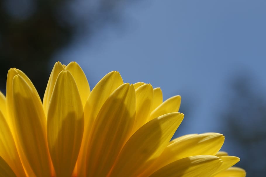 daisy, gerbera, daisies, flower, spring, plant, bloom, flora HD wallpaper