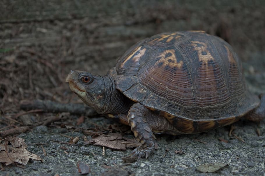 turtle, animal, shell, shy, curious, unafraid, reptile, tortoise HD wallpaper