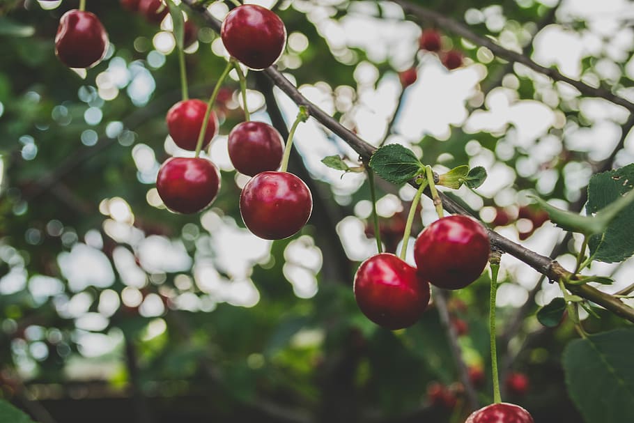 round red fruits, bunch of cherries, cherry, tree, fruit tree HD wallpaper