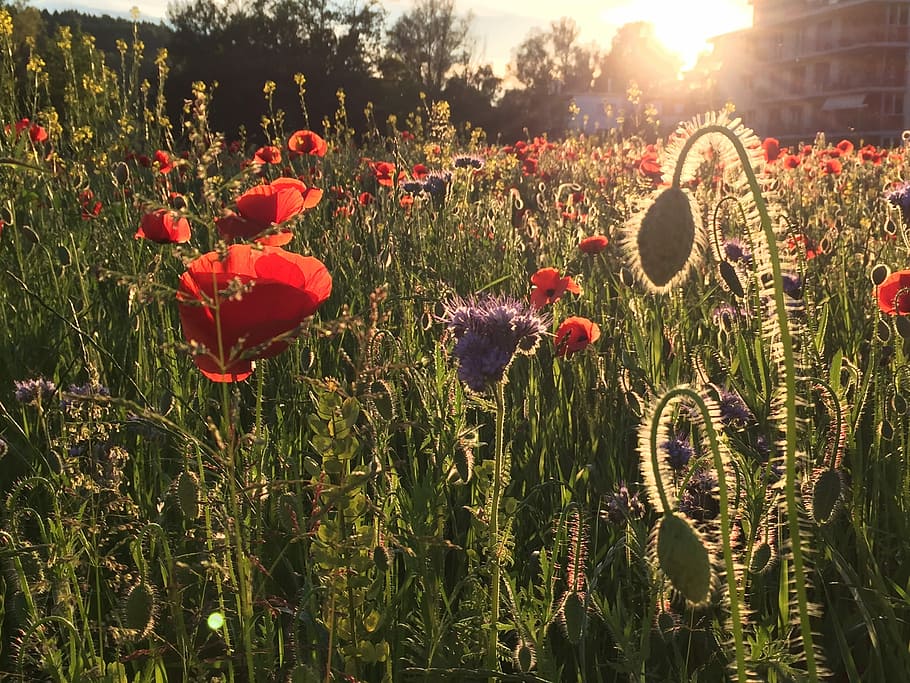 Waldegg, Winterthur, Seen, flower, poppy, growth, nature, plant HD wallpaper