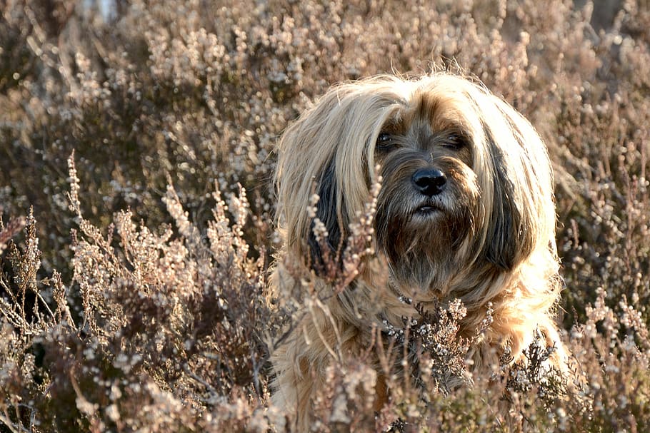 dog, face, portrait, head, animal, wildlife photography, tibetan terrier HD wallpaper